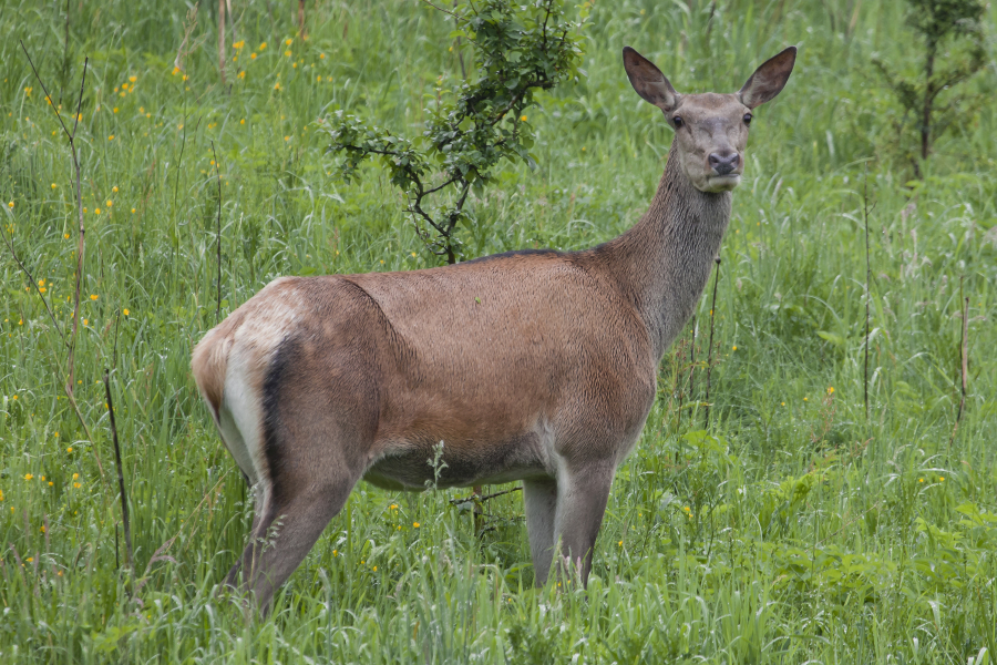 Die Fauna in Bieszczady